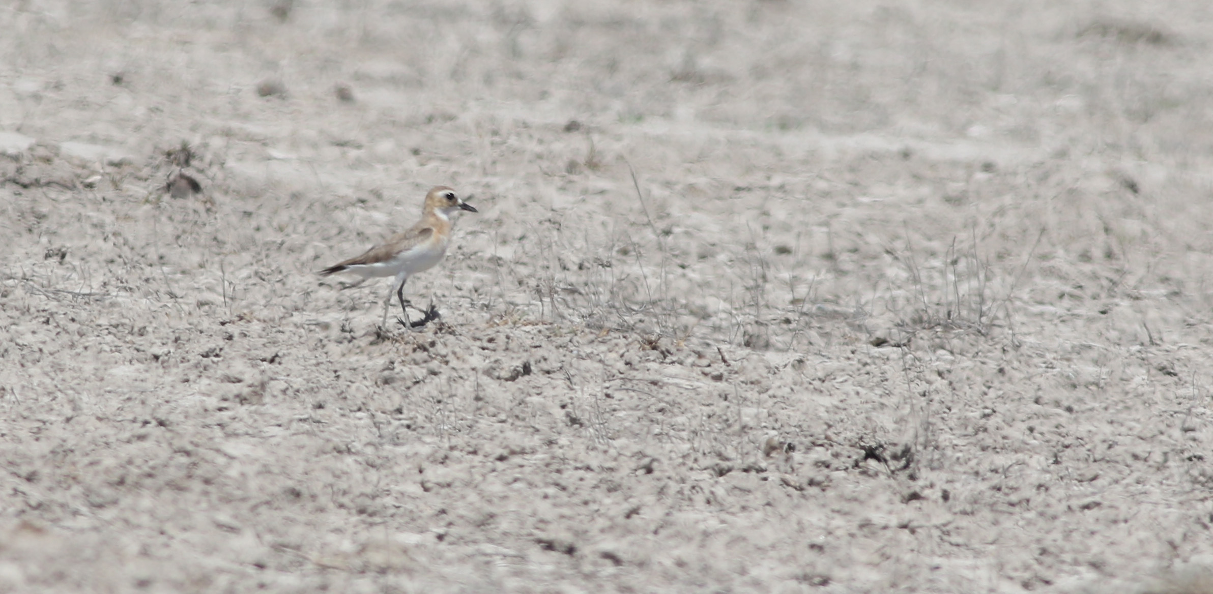 Greater Sand-Plover